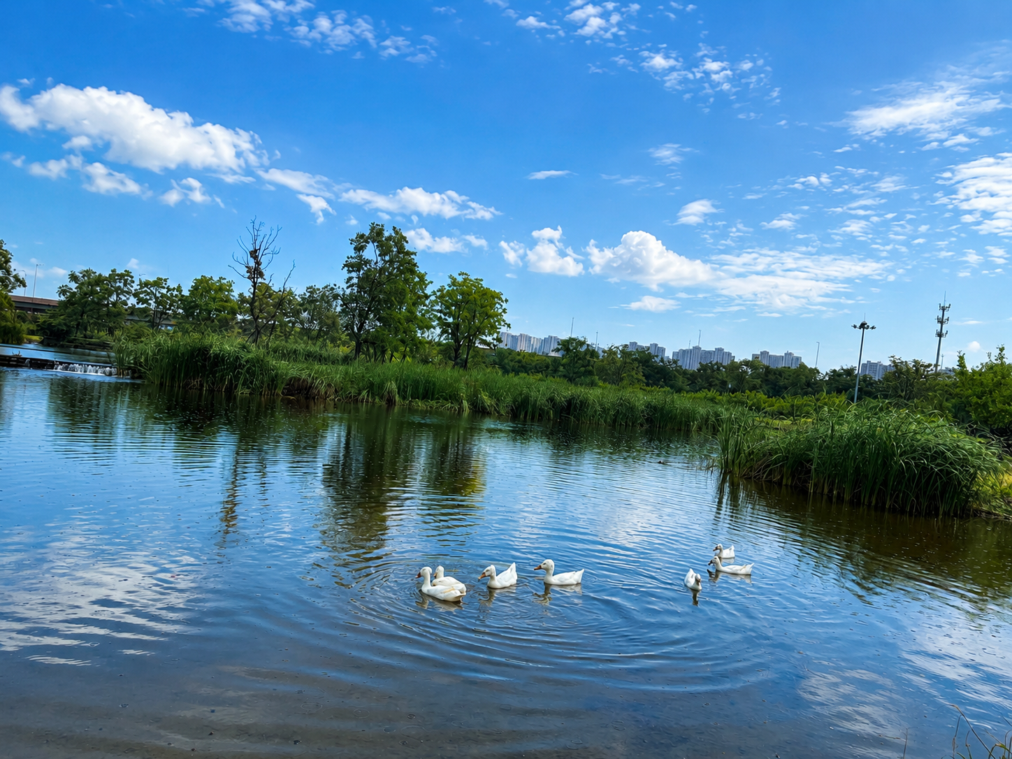 The Little Wild Duck