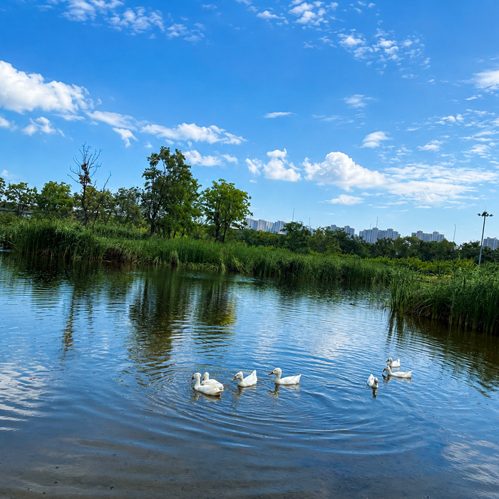 The Little Wild Duck