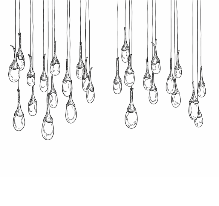 Modern Creative Seed Crystal Chandelier for Dining Room