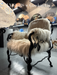 LYFAIRS x GORDON GU Bodega Armrest Dining Chair with White Fur and Black Grapevine Leg